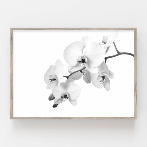 Orquídea Blanco y Negro